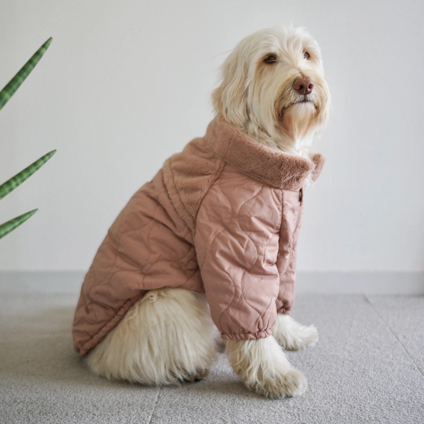 LAMBWOLF - Soho Dog Jacket