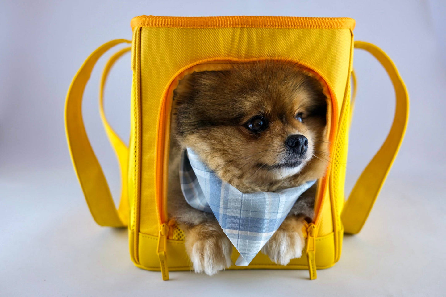 Sunburst Yellow Pet Travel Carrier