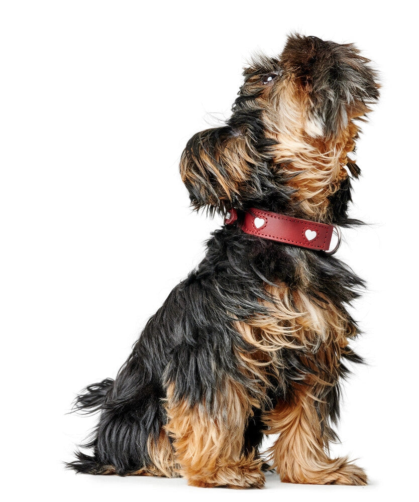 The Love Collar
