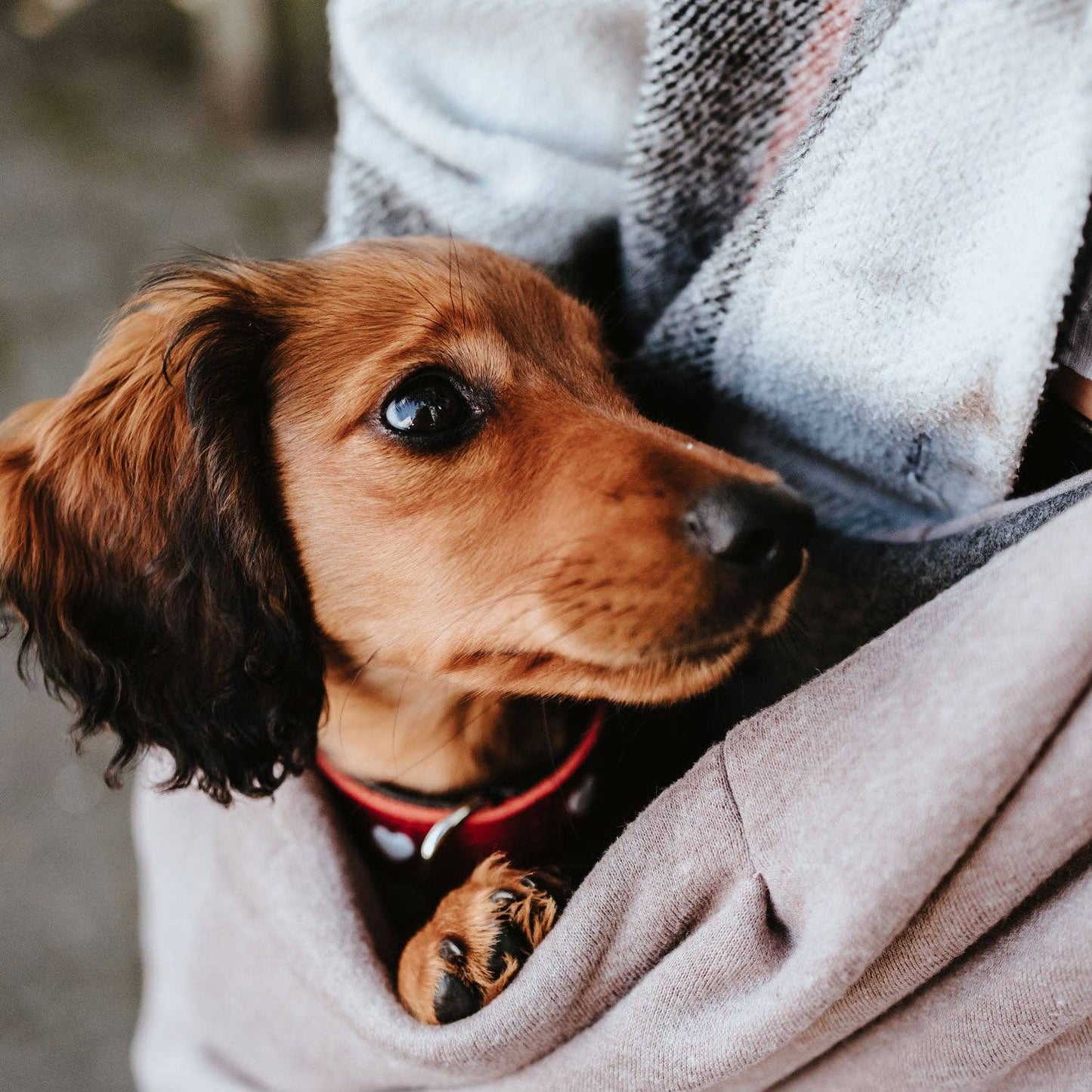 HUNTER Los Angeles Dog Carrier / Sling