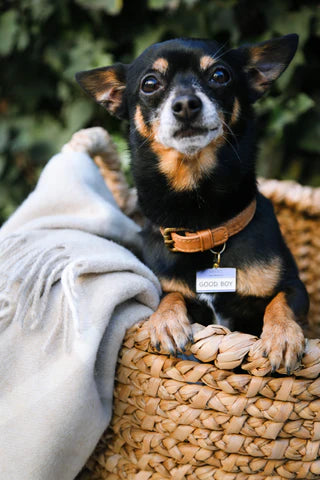 Pet ID Tag - Good Boy