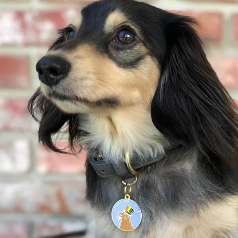Pet ID Tag - Love Is Love