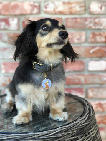 Pet ID Tag - Love Is Love