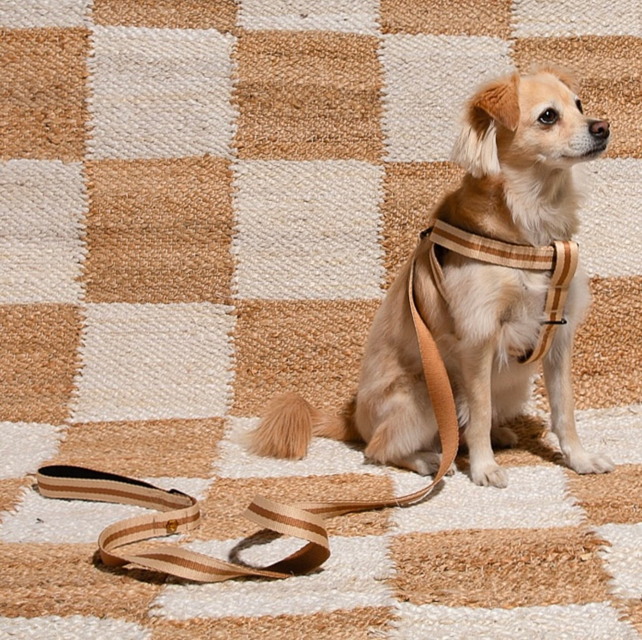 SAINT RUE - Rue de Rivoli Harness & Leash Set