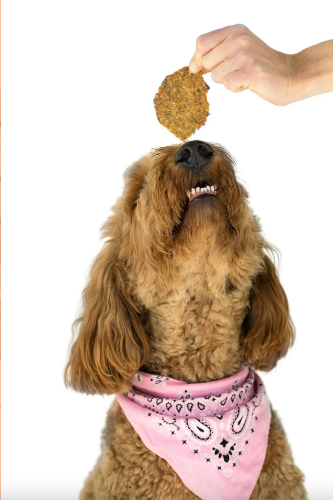 WINNIE LOU - Sweet Potato & Lamb Crisps