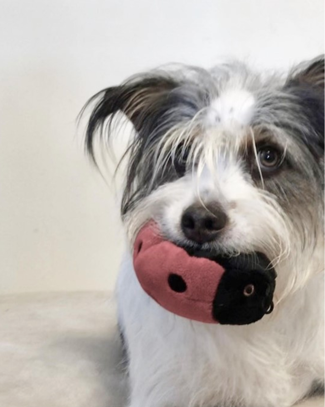 FLUFF & TUFF - Lady Bug