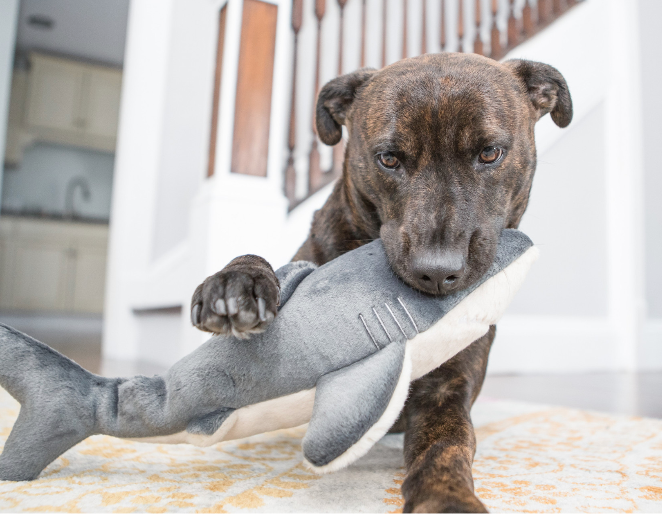 FLUFF & TUFF - Mac the Shark