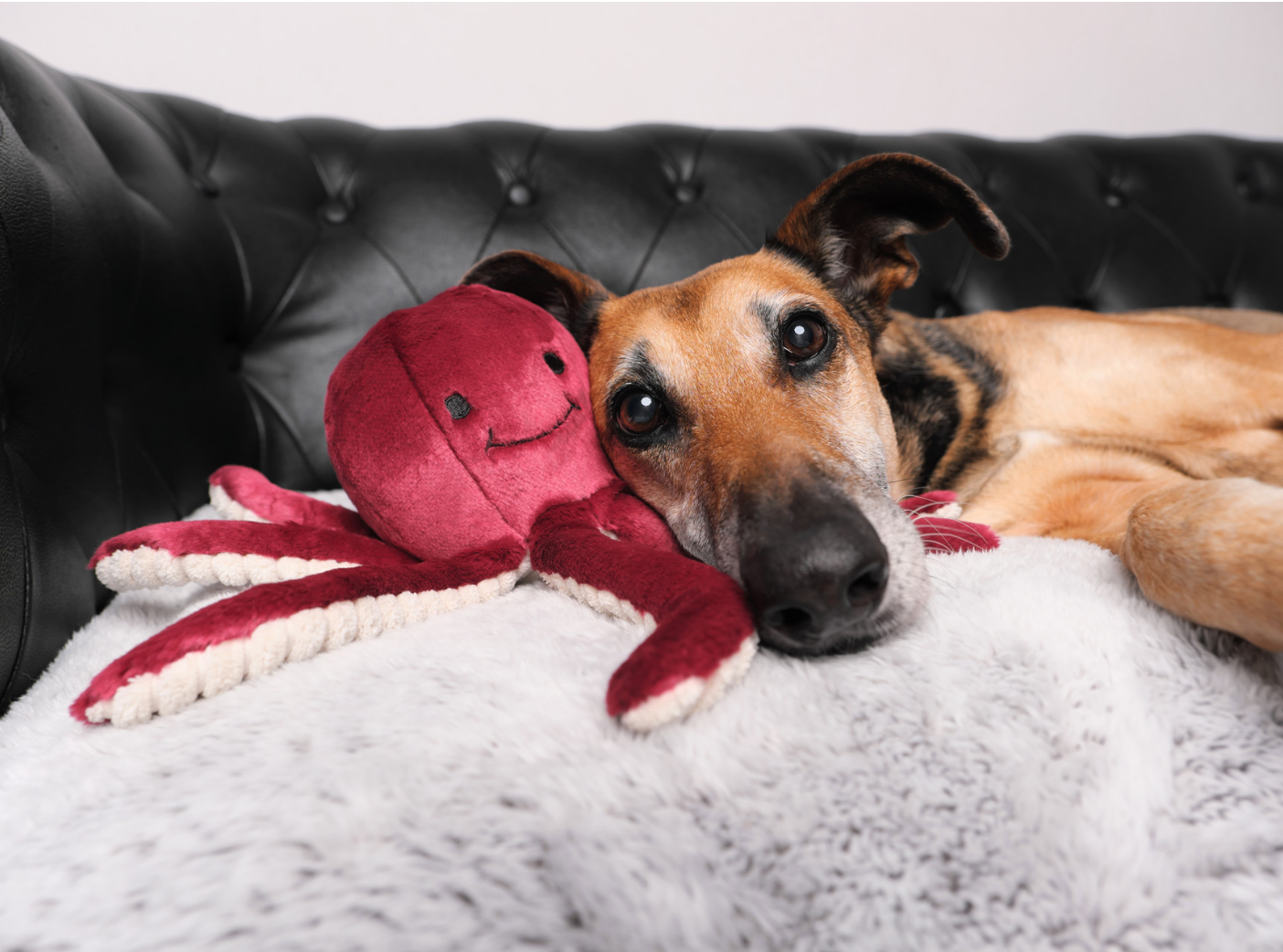 FLUFF & TUFF - Olympia the Octopus