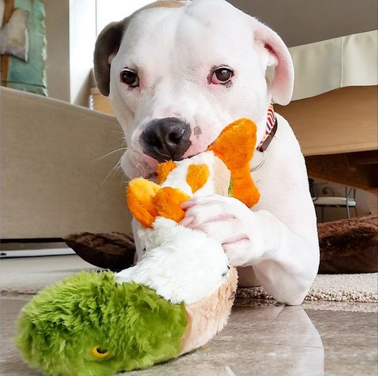 FLUFF & TUFF - Ruby the Rainbow Trout