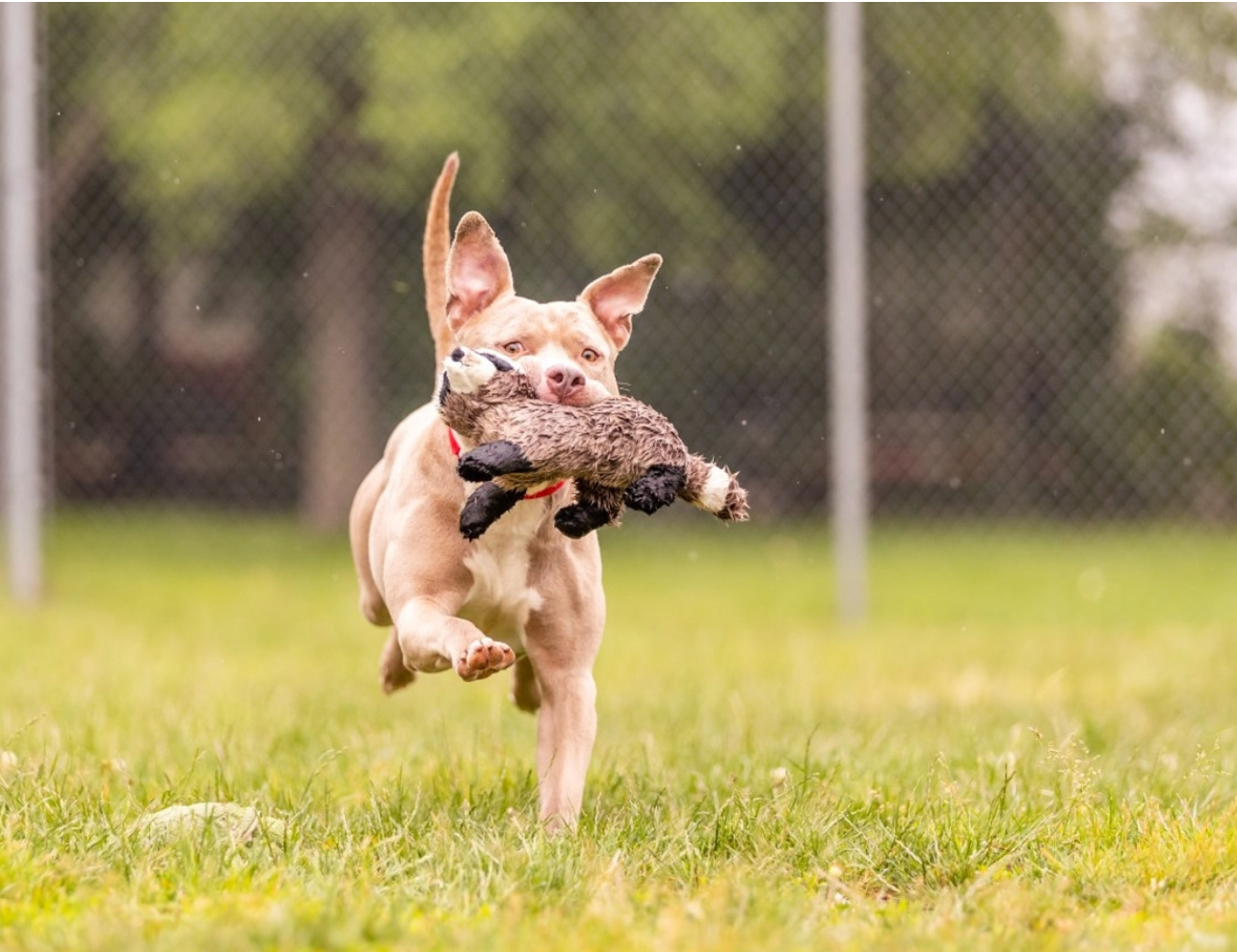 FLUFF & TUFF - Rocket the Raccoon