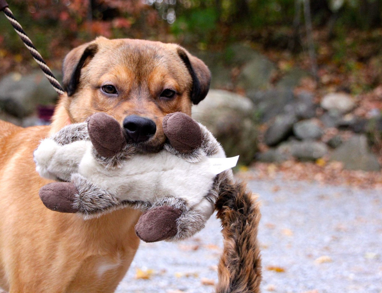 FLUFF & TUFF - Nuts the Squirrel
