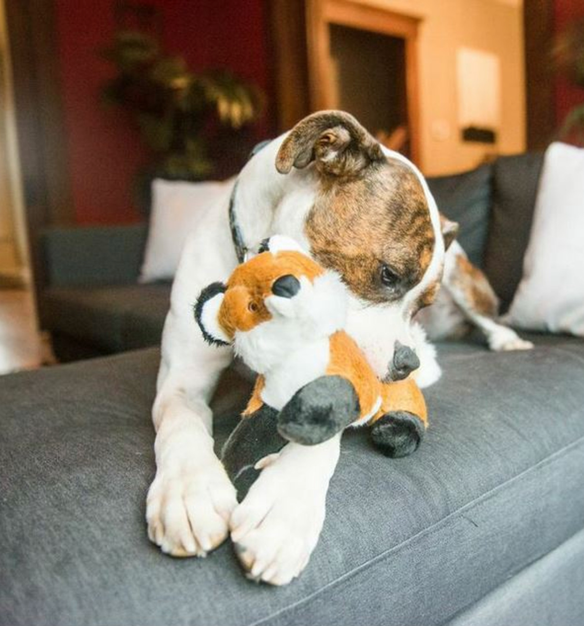 FLUFF & TUFF - Hendrix the Fox