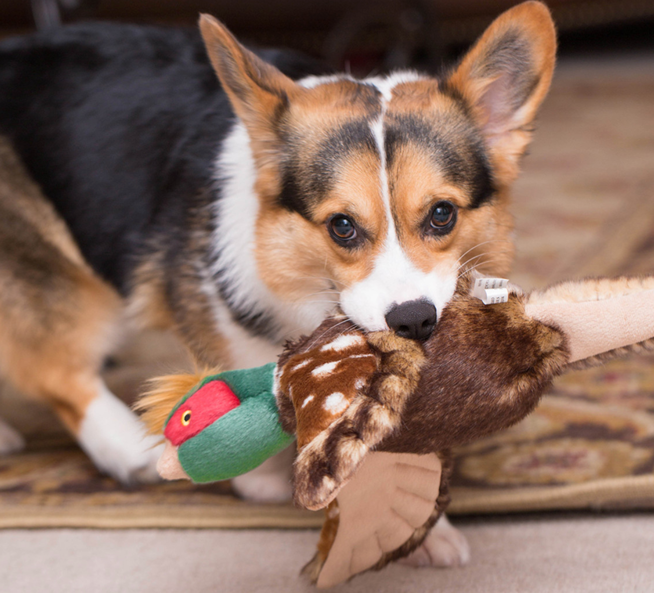 FLUFF & TUFF - Ike the Pheasant
