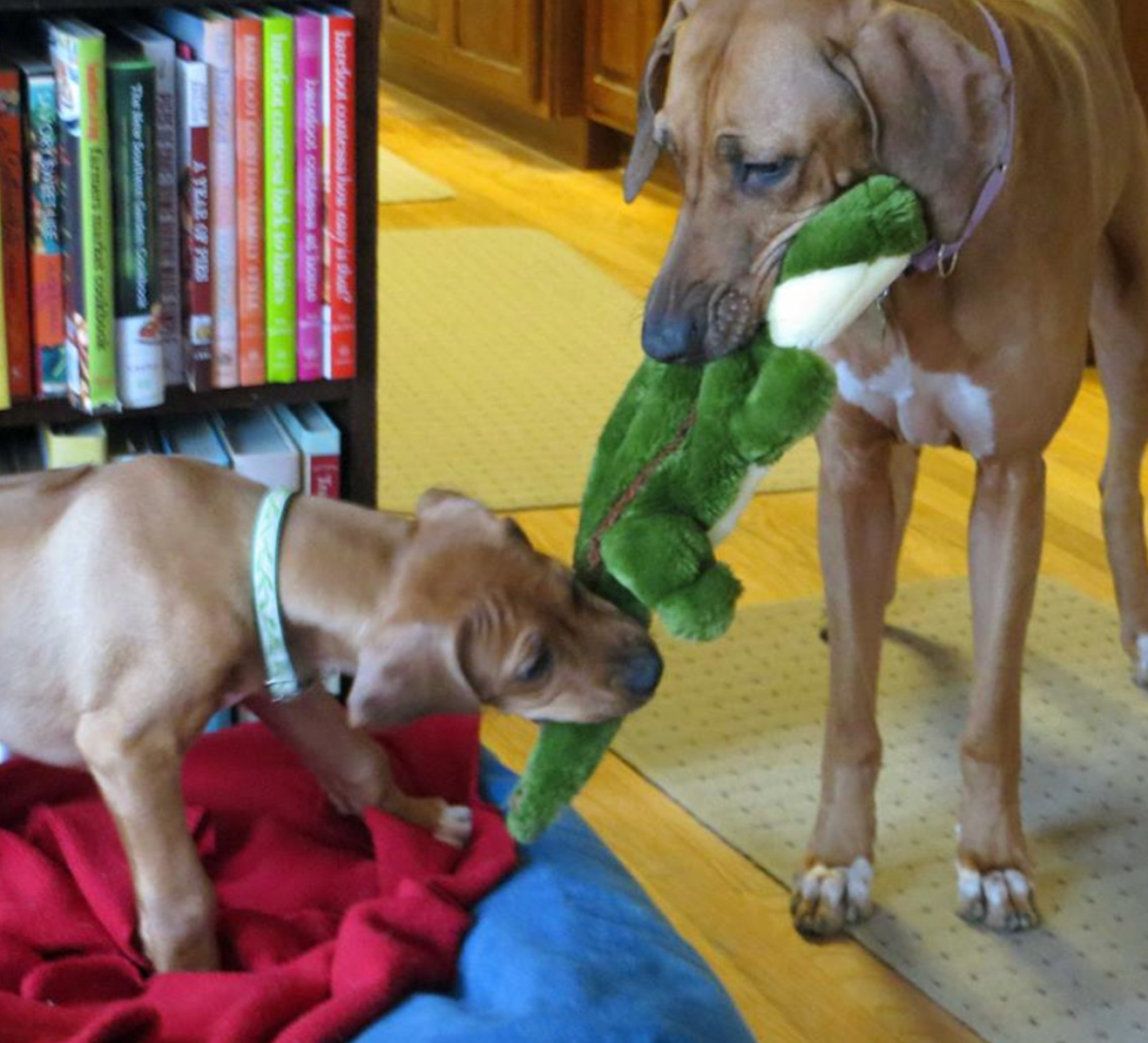 FLUFF & TUFF - Big Daddy Gator