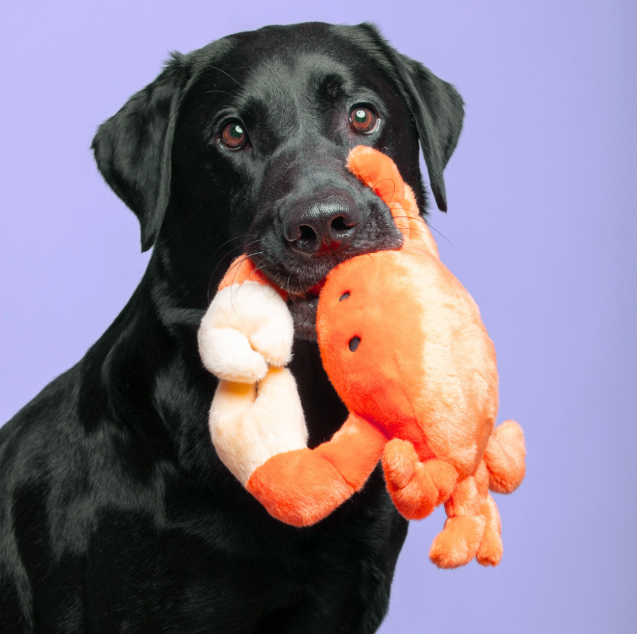 FLUFF & TUFF - Phyllis the Crab