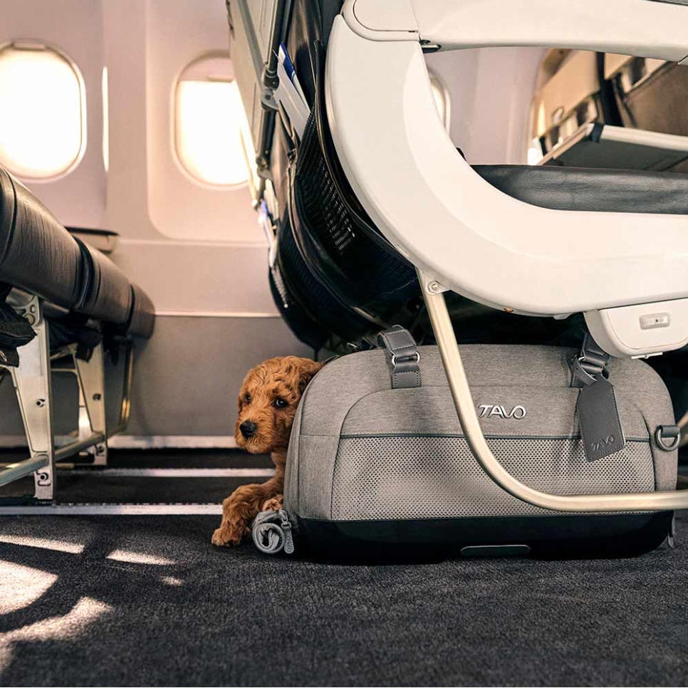 TAVO - Dupree + Roscoe Pet Travel System