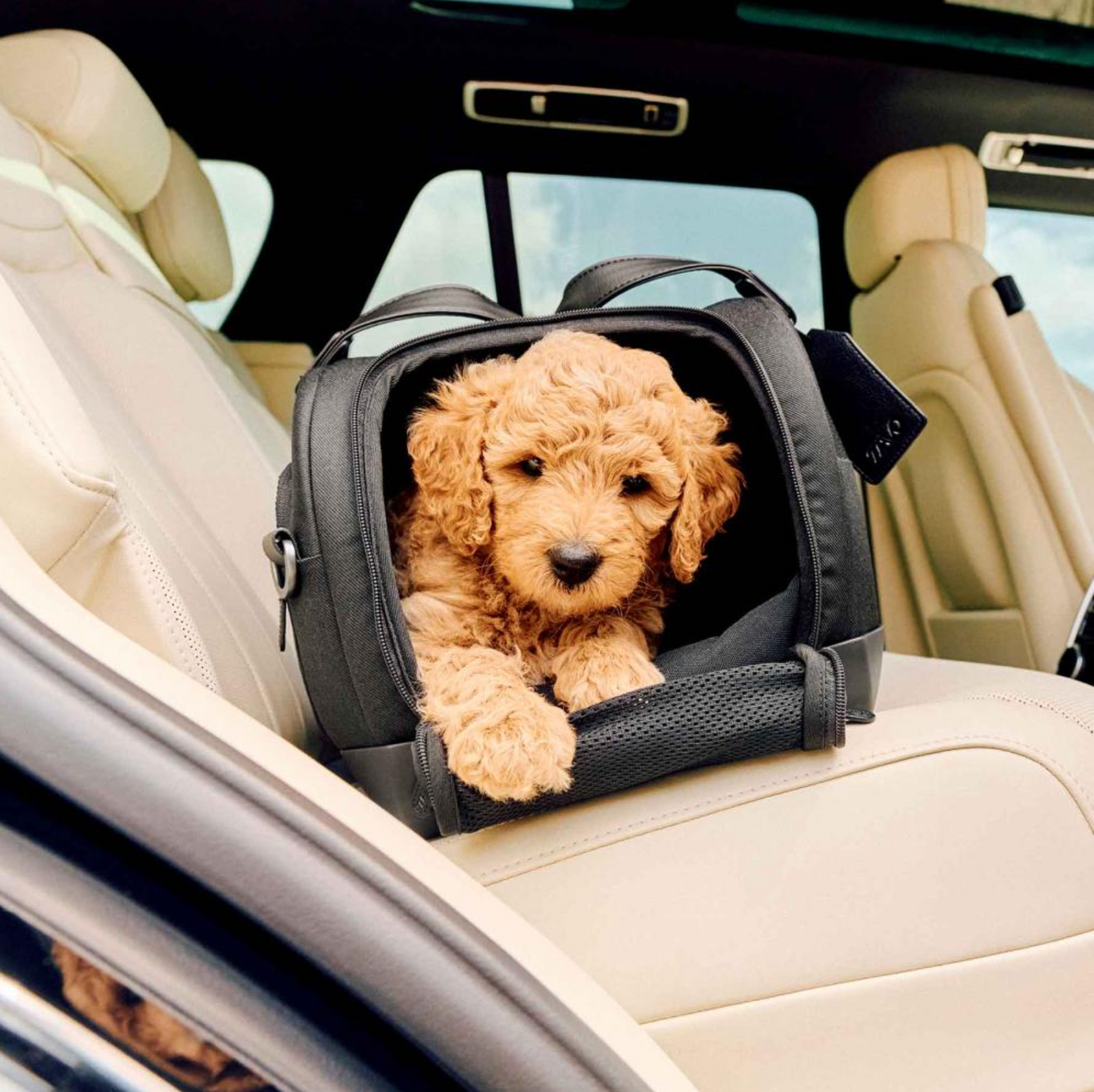 TAVO - Dupree + Roscoe Pet Travel System
