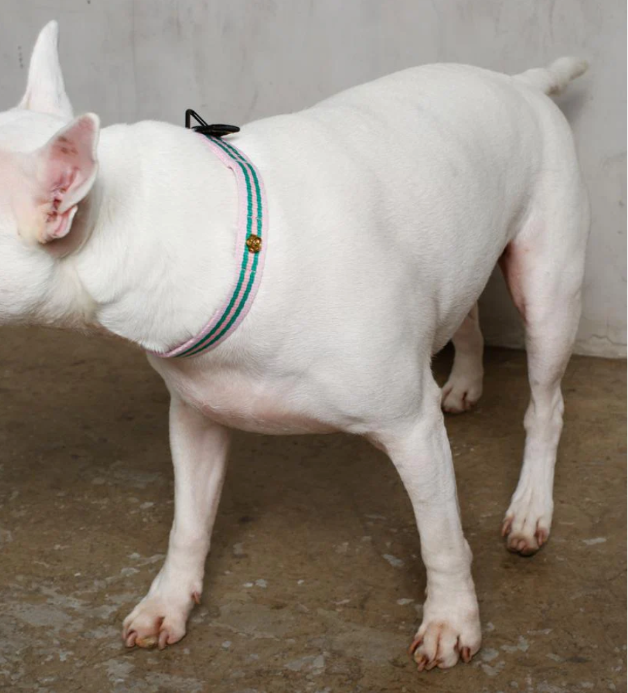 SAINT RUE - Le Classic Dog Collar