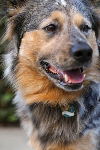Pet ID Tag - Pawsitivity