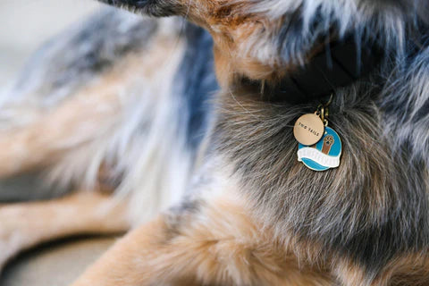 Pet ID Tag - Pawsitivity