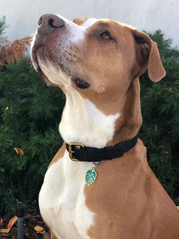 Pet ID Tag - Monstera Leaf
