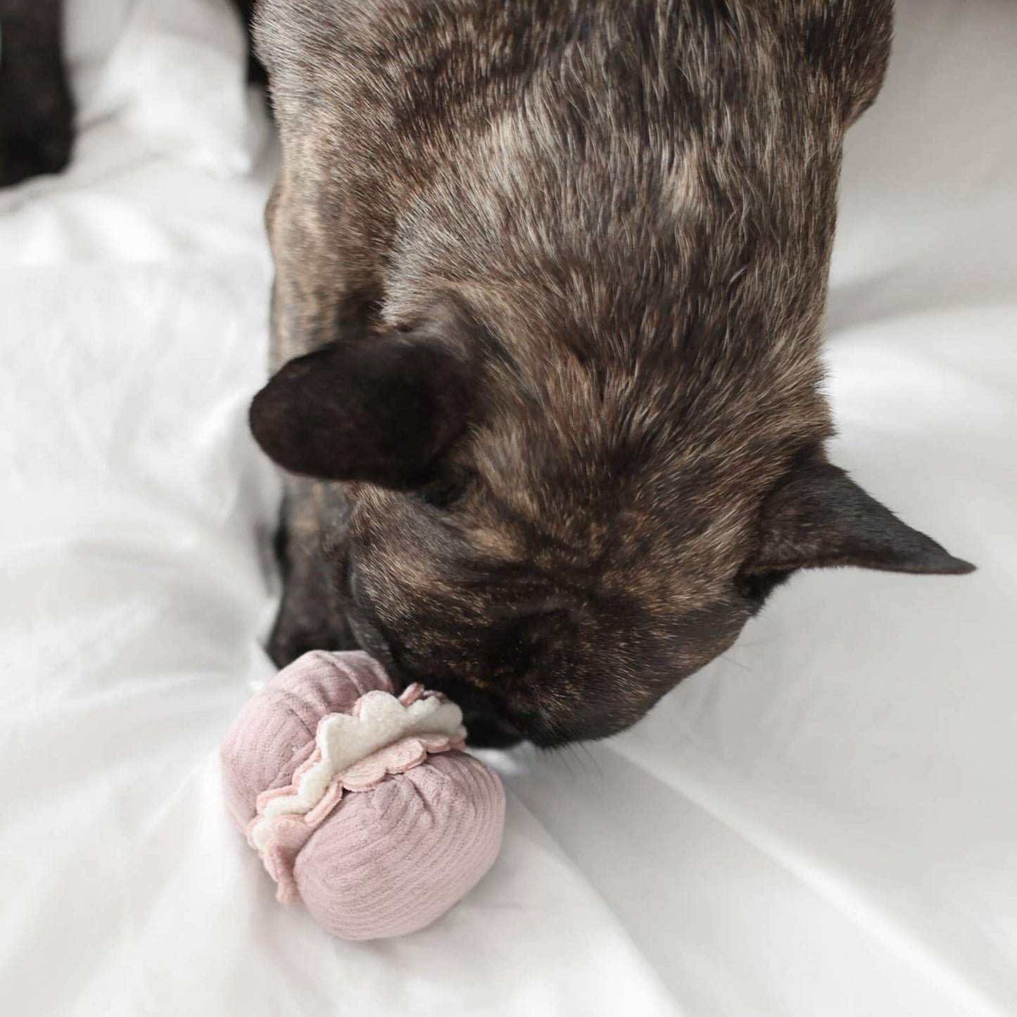 LAMBWOLF - PETITE TWO PLAY SET & ENRICHMENT DOG TOY