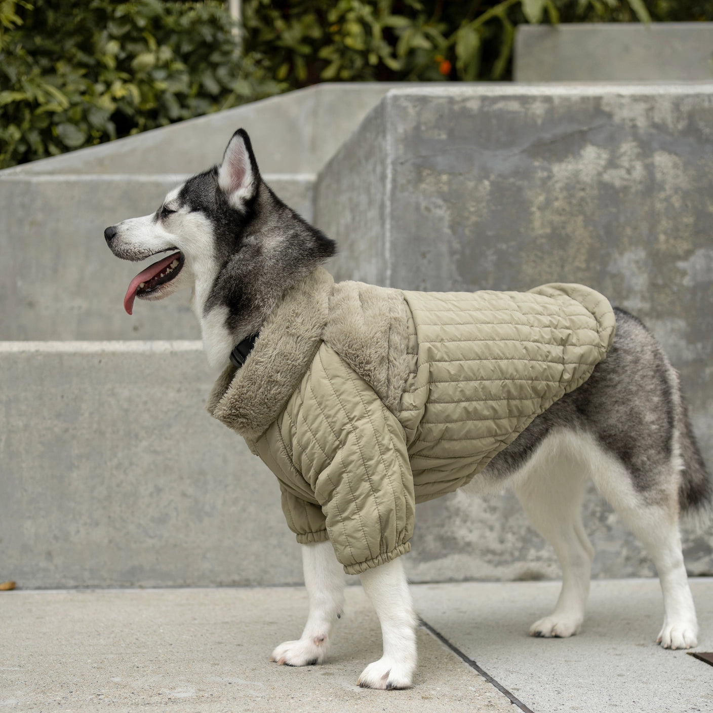LAMBWOLF - Soho Dog Jacket