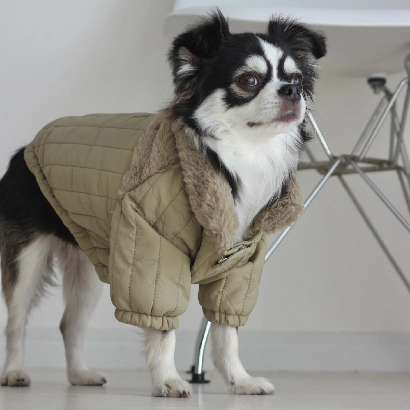 LAMBWOLF - Soho Dog Jacket