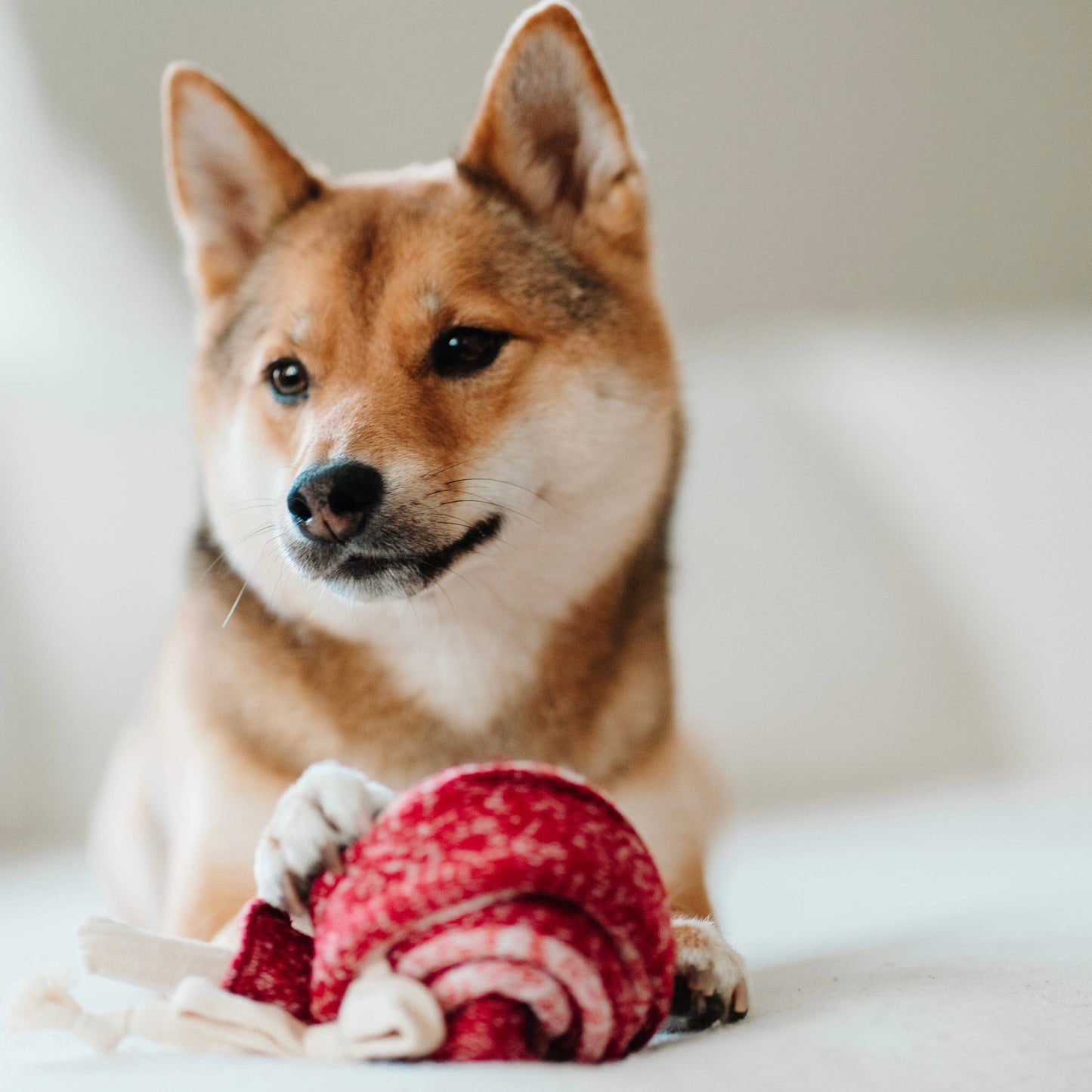 LAMBWOLF - LOLLIPOP ENRICHMENT DOG TOY