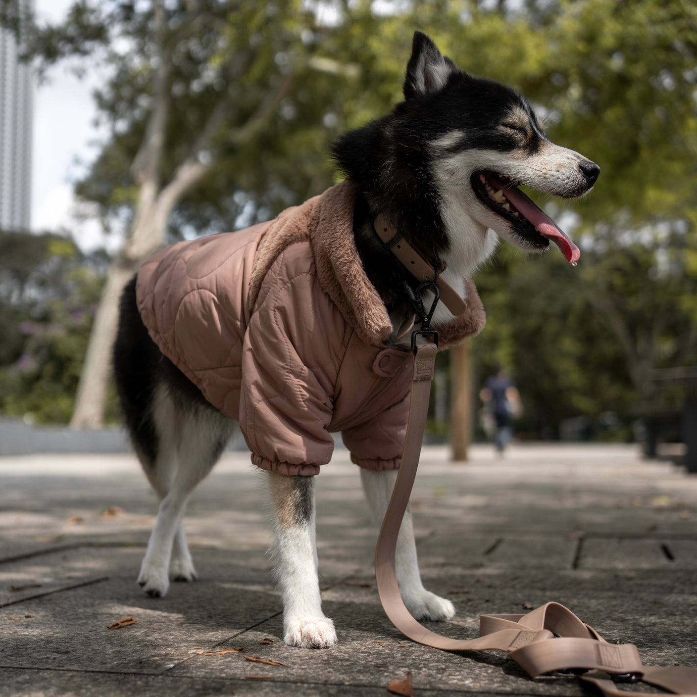 LAMBWOLF - Soho Dog Jacket