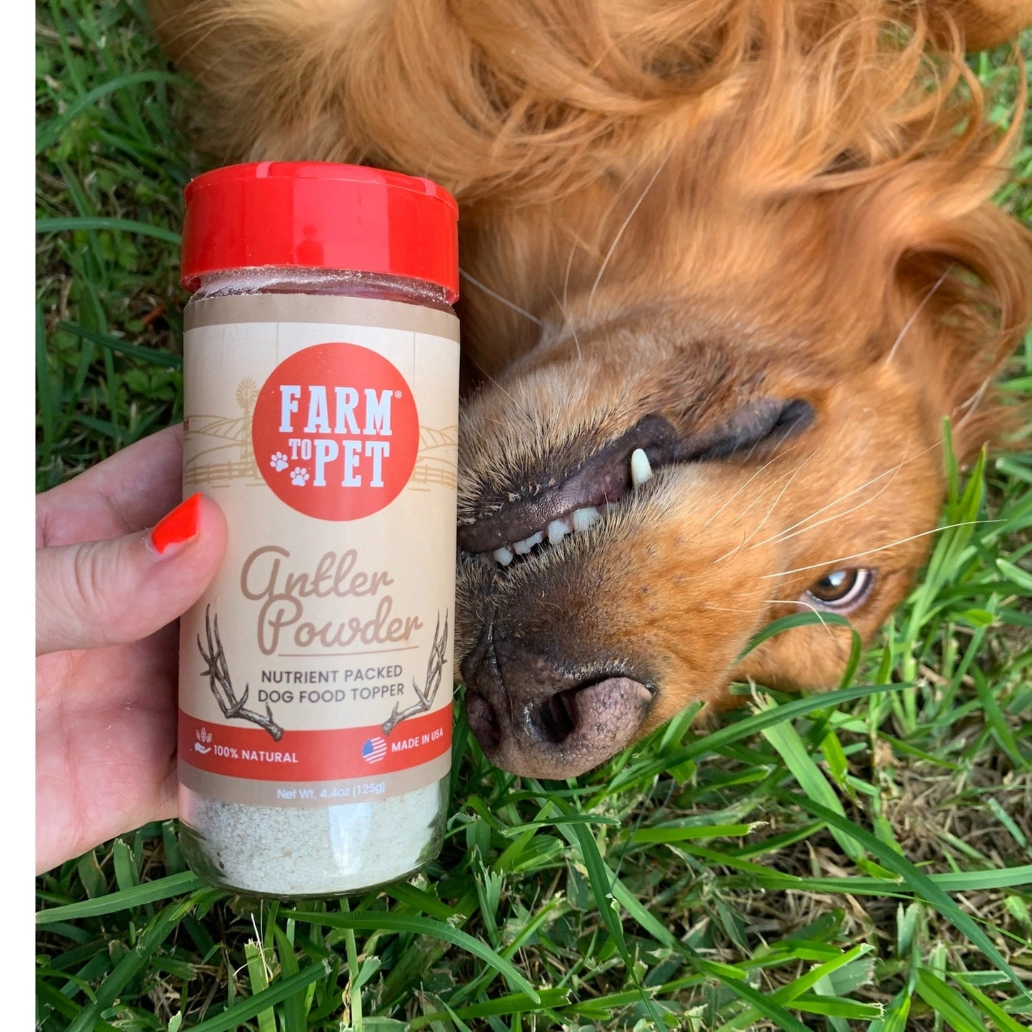 Antler Powder - Organic Dog Food Topper