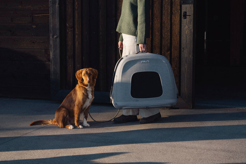 TAVO - Crispin Crash-Tested Pet Travel Crate