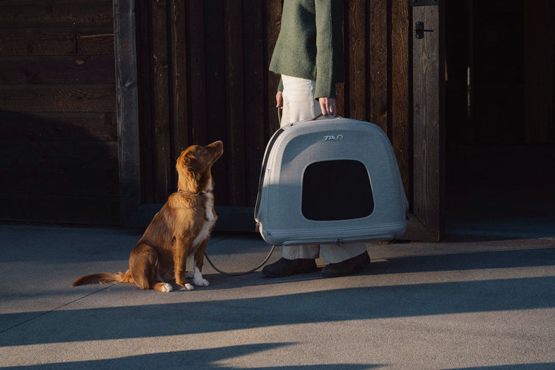 TAVO - Crispin Crash-Tested Pet Travel Crate