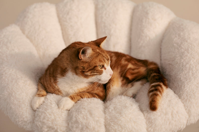TAVO - Shell Pet Bed And Swaying Lounger in Latte