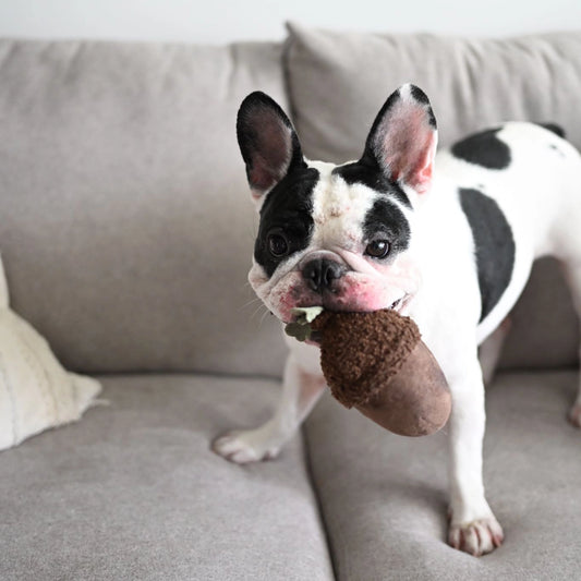 LAMBWOLF - Acorn Enrichment Toy