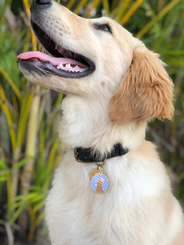 Pet ID Tag - In DOG We Trust