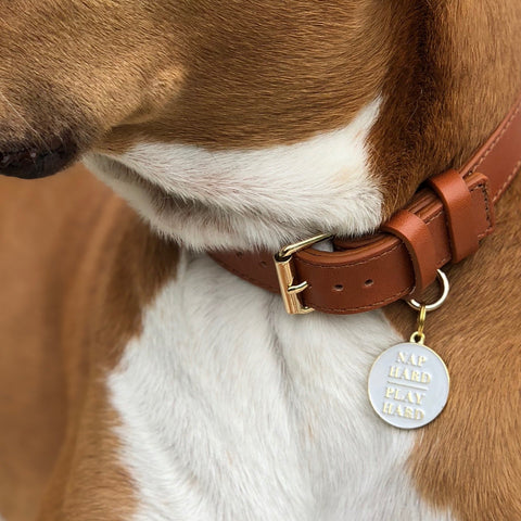 Pet ID Tag - Nap Hard Play Hard