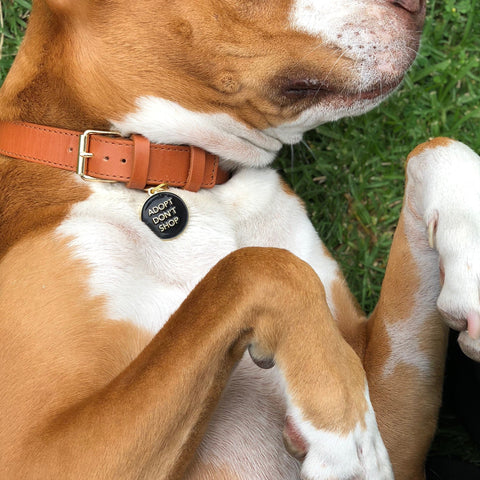 Pet ID Tag - Adopt Don't Shop