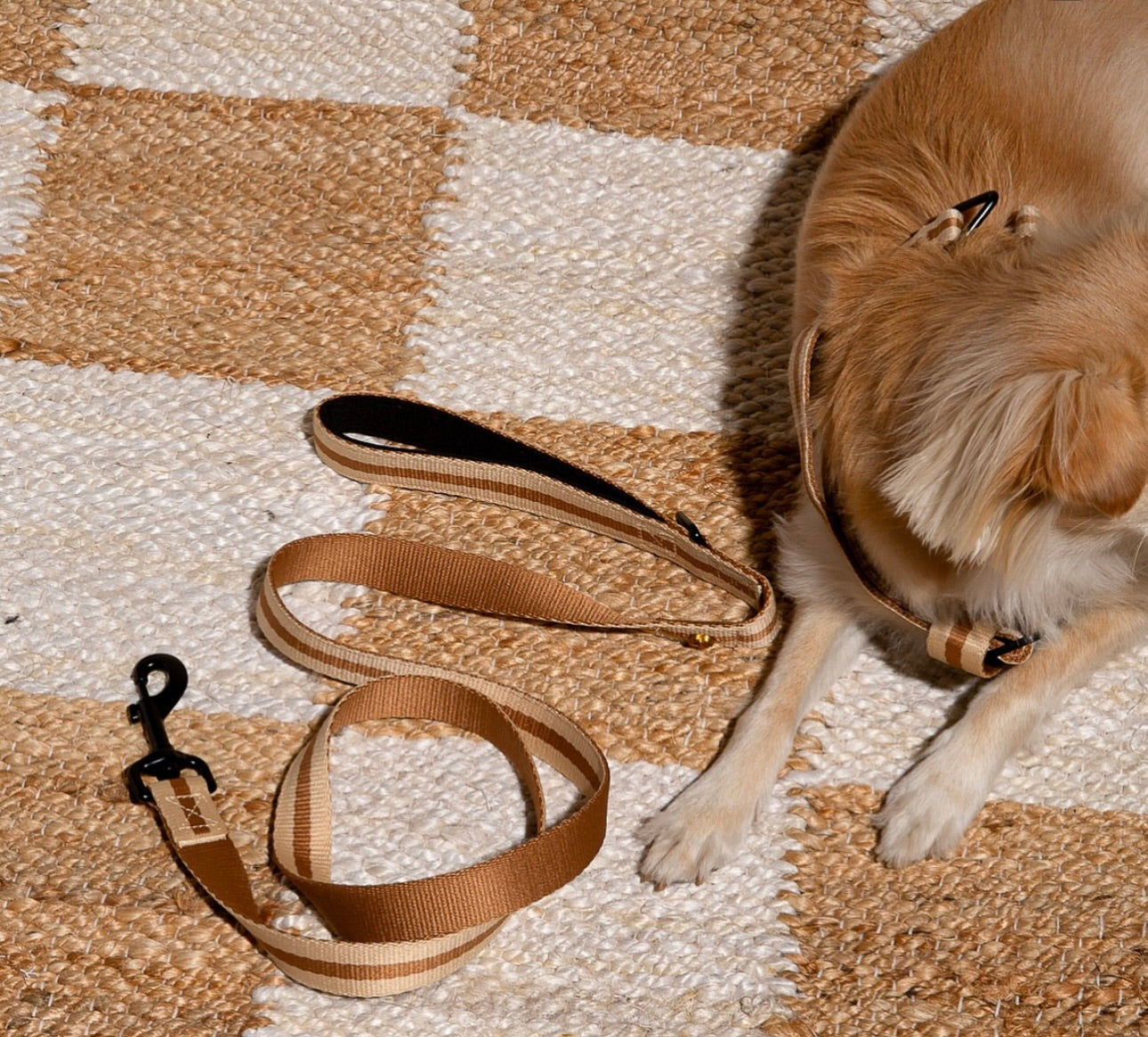 SAINT RUE - Rue de Rivoli Harness & Leash Set
