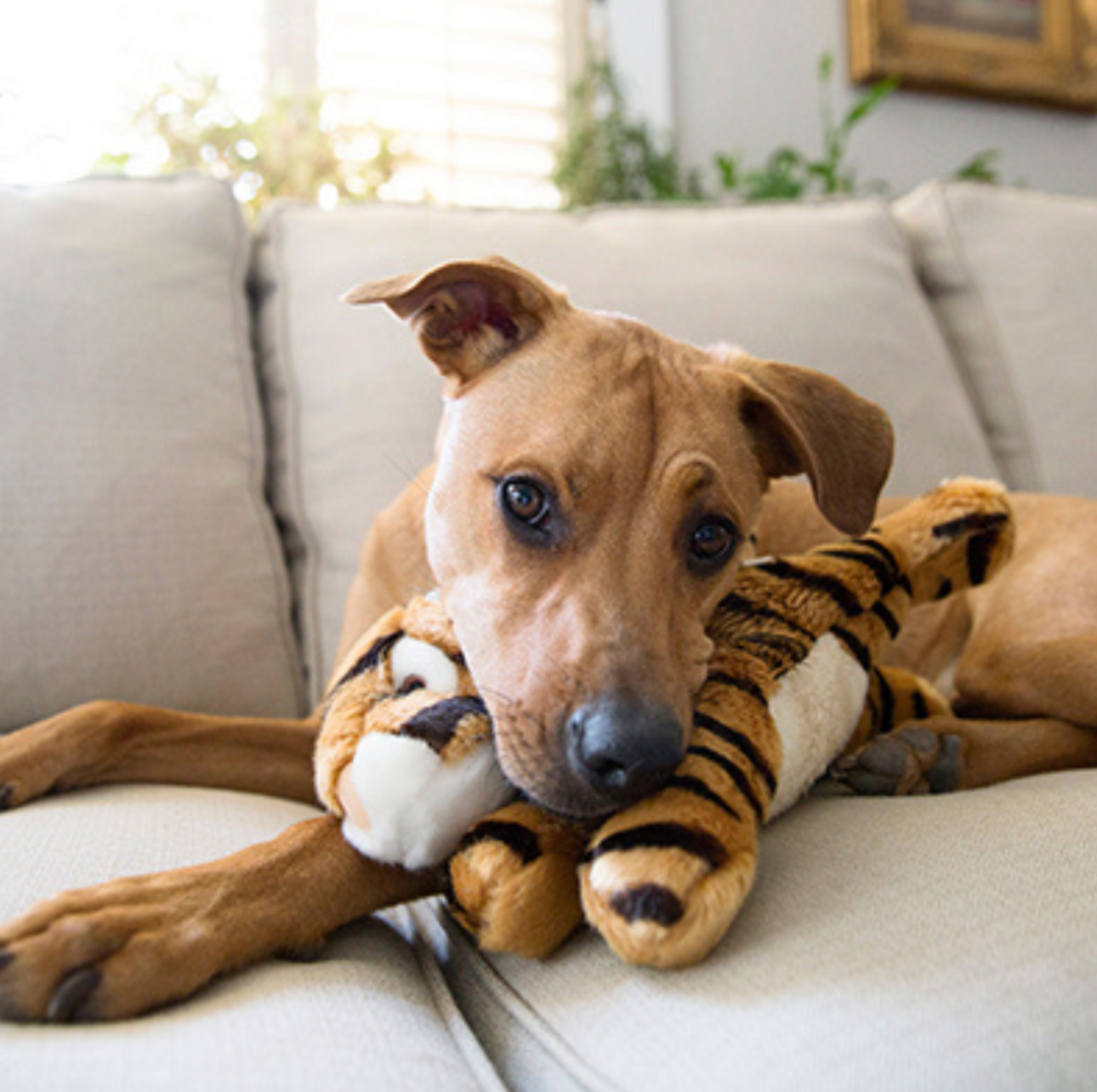 FLUFF & TUFF - Boomer the Tiger