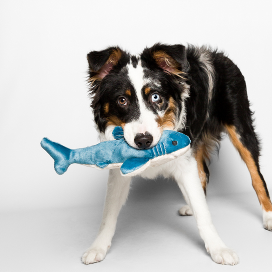 FLUFF & TUFF - Tank the Shark