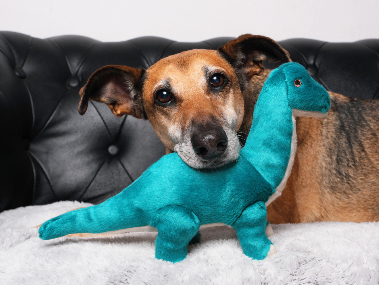 FLUFF & TUFF - Ross the Brachiosaurus