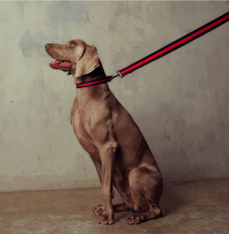 SAINT RUE - Le Classic Dog Collar