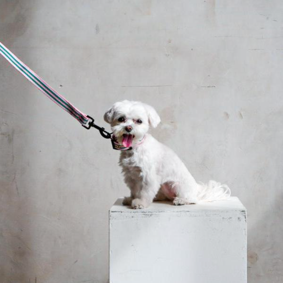 SAINT RUE - La Classic Dog Leash