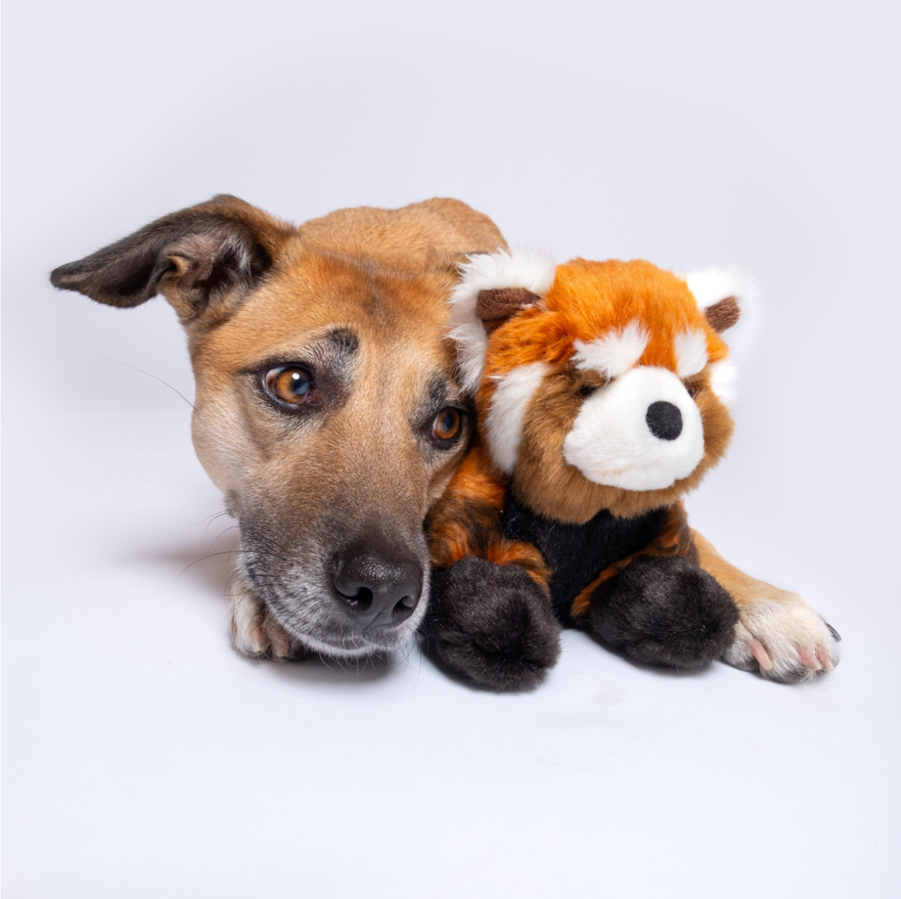 FLUFF & TUFF - Archie the Red Panda