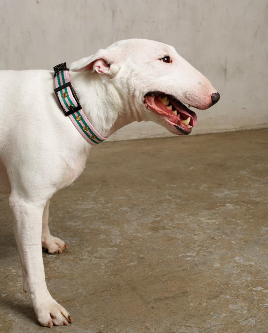 SAINT RUE - Le Classic Dog Collar